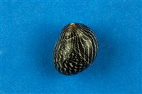 藏品(蜑螺)的圖片